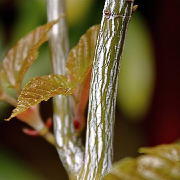 Acer davidii Snake Bark Maple tree