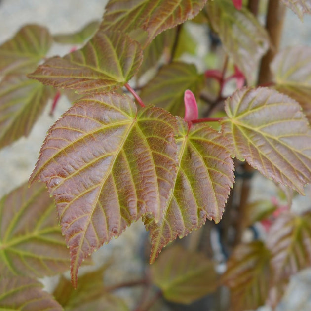 foliage on Acer davidii