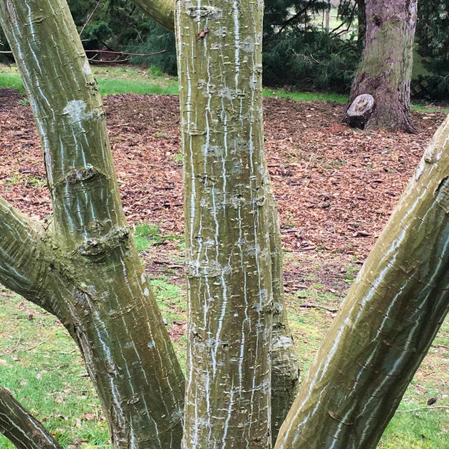 Acer davidii Snake bark