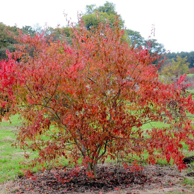 Acer ginnala 'Flame' Maple tree