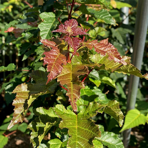 Acer ginnala Merlot Magic Maple