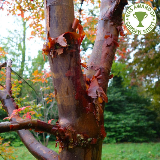 Acer griseum Paperbark Maple