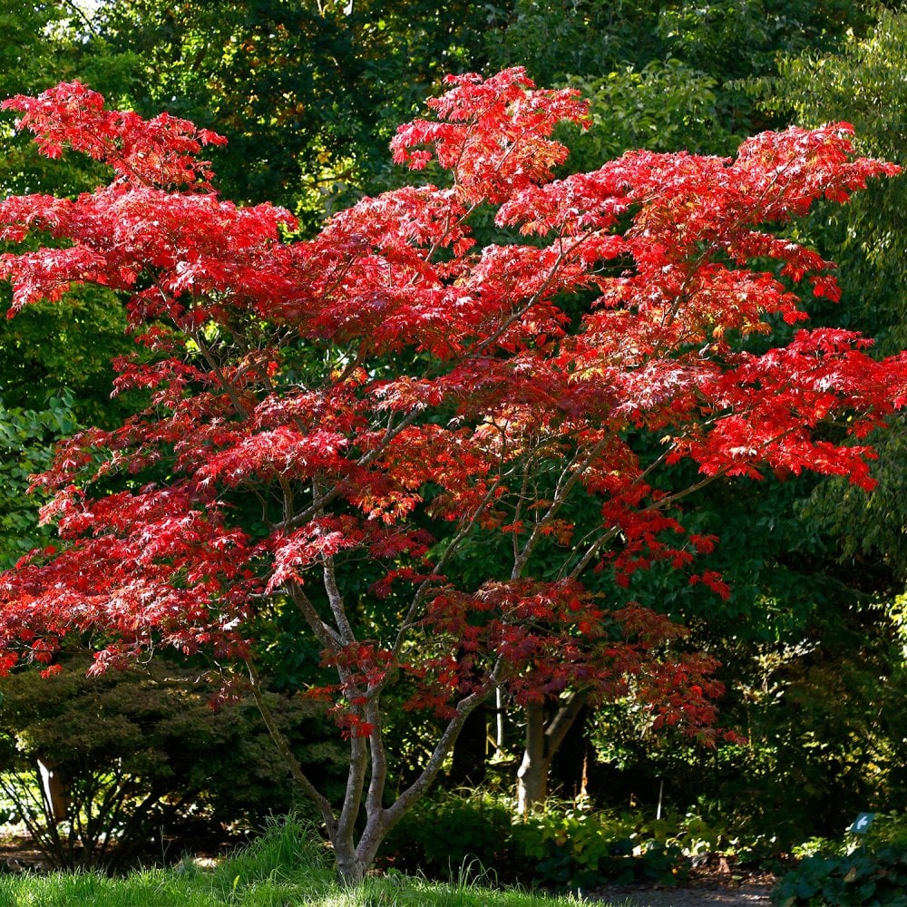 Acer japonicum 'Aconitifolium' Downy Japanese Maple