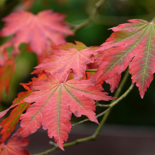 Acer japonicum 'Vitifolium' downy Japanese Maple