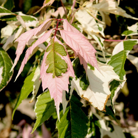 Acer negundo Flamingo Maple tree