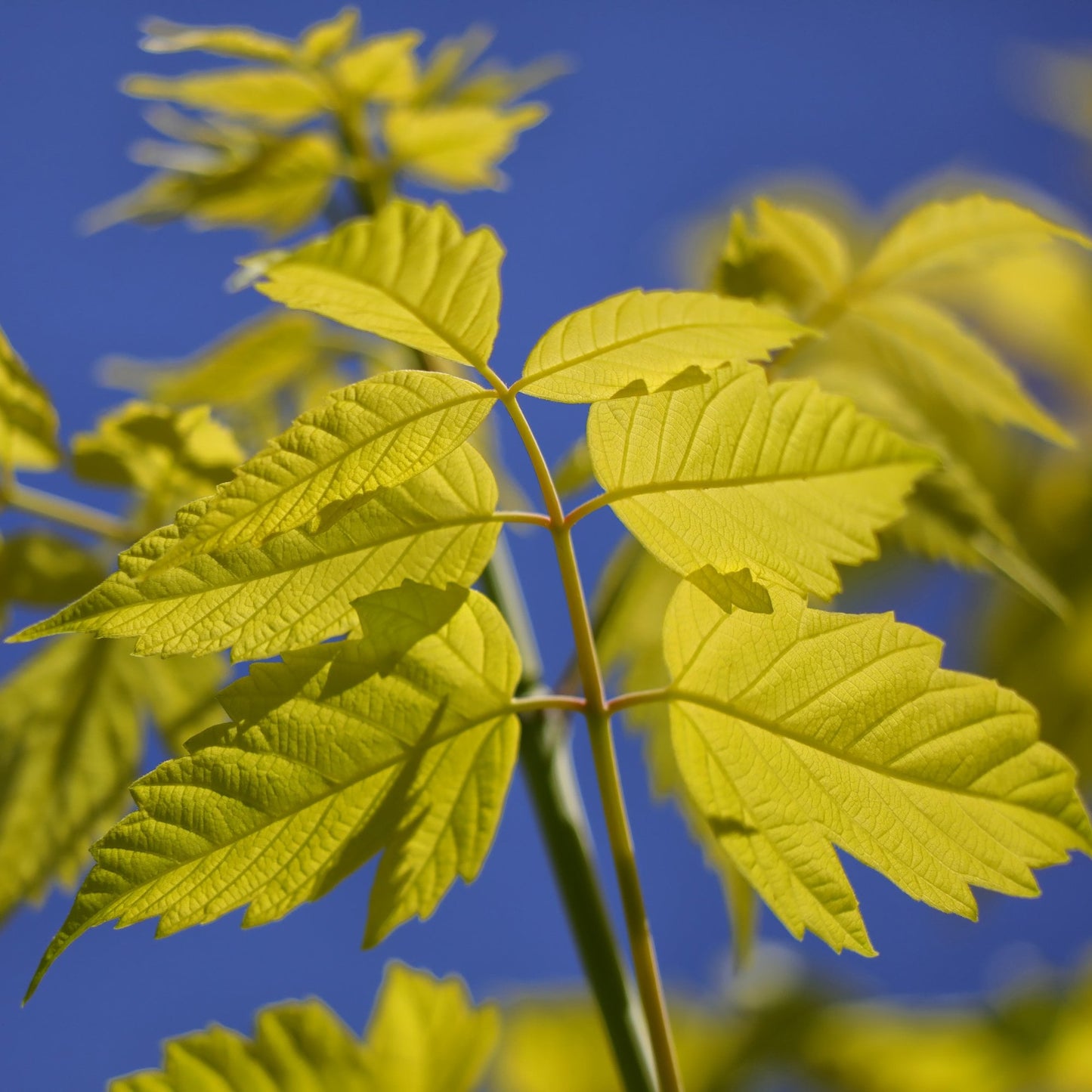 Acer negundo 'Kelly's Gold' Tree