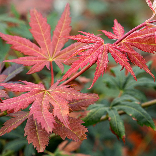 Acer x pseudosieboldianum 'North Wind' Maple