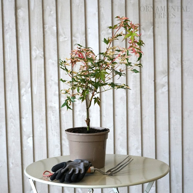 Acer palmatum 'Asahi-zuru' in pot