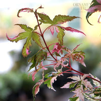 Acer palmatum 'Asahi-zuru' Japanese Maple