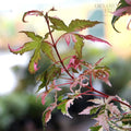 Acer palmatum 'Asahi-zuru' Japanese Maple