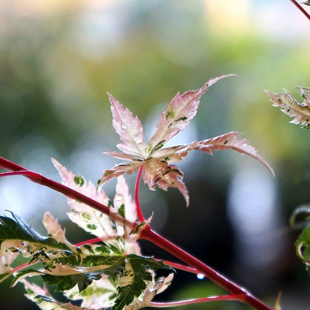 Acer palmatum 'Asahi-zuru' variegated leaves