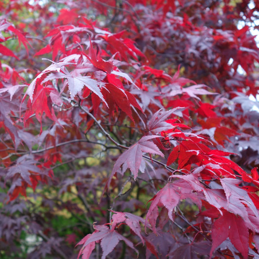 Acer palmatum 'Atropurpureum' Japanese Maple