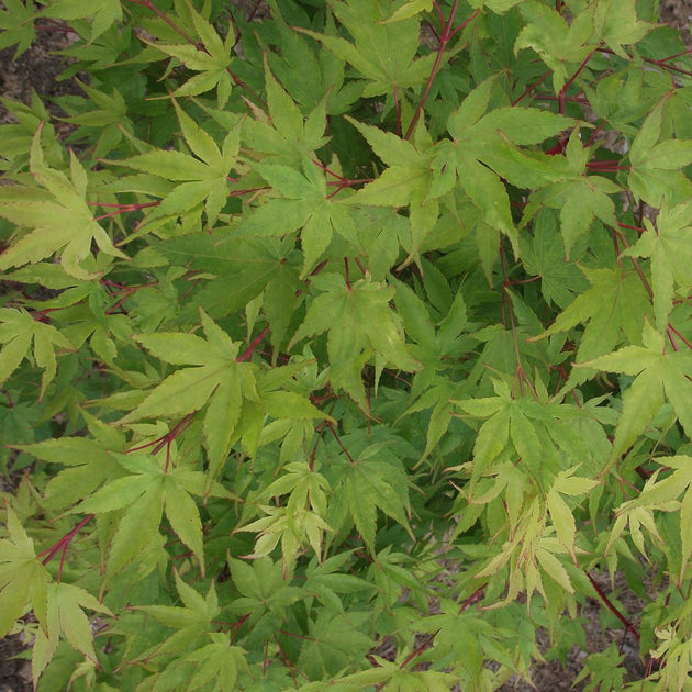 Acer palmatum Beni Kawa Japanese Maple foliage