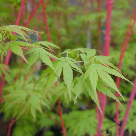 Acer palmatum Beni Kawa Japanese Maple