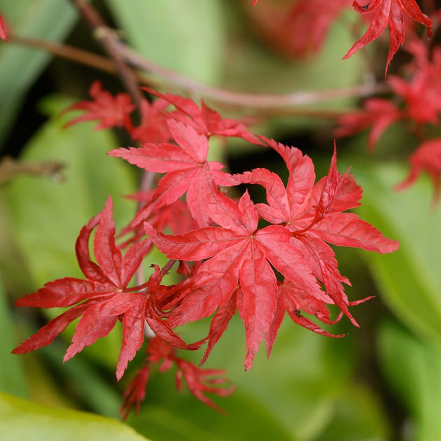 Acer palmatum 'Beni-komachi' Japanese Maple