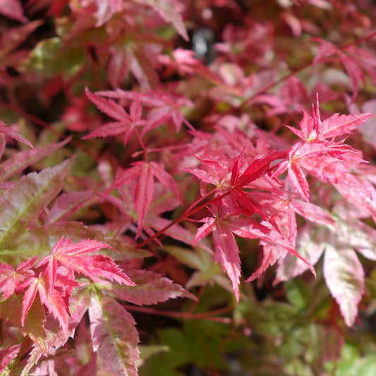 Acer palmatum 'Beni Maiko' Japanese Maple