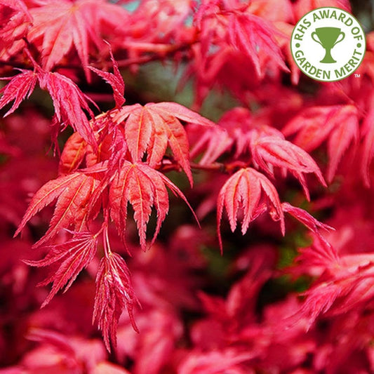 Acer palmatum 'Beni Maiko'