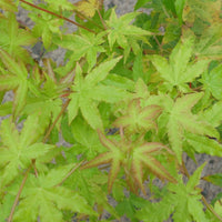 Acer palmatum 'Bi Ho' Japanese Maple leaves