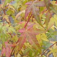 Acer palmatum 'Bi Ho' Japanese Maple