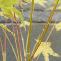 Acer palmatum 'Bi Ho' Japanese Maple