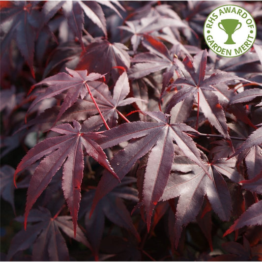 Acer palmatum 'Bloodgood' Japanese Maple