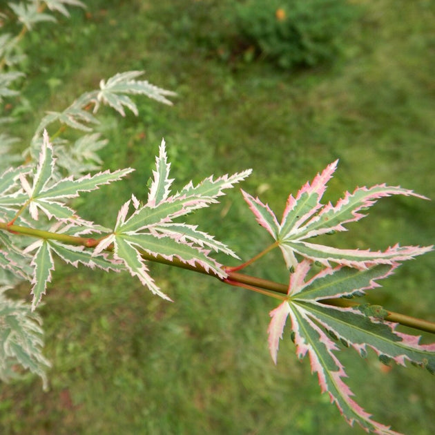 Acer palmatum 'Butterfly' with variegated leaves