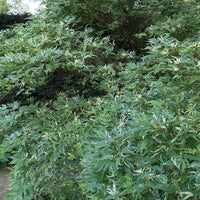 Acer palmatum 'Butterfly' variegated Japanese Maple