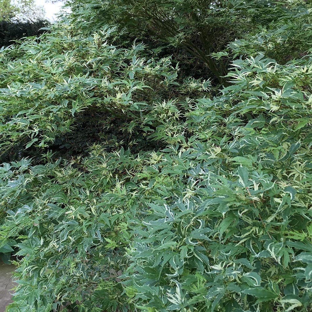 Acer palmatum 'Butterfly' variegated Japanese Maple 