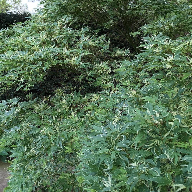 Acer palmatum 'Butterfly' variegated Japanese Maple