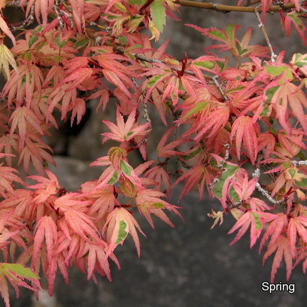 Acer palmatum 'Butterfly' in autumn