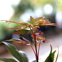 Acer palmatum 'Chitose-yama' Japanese Maple