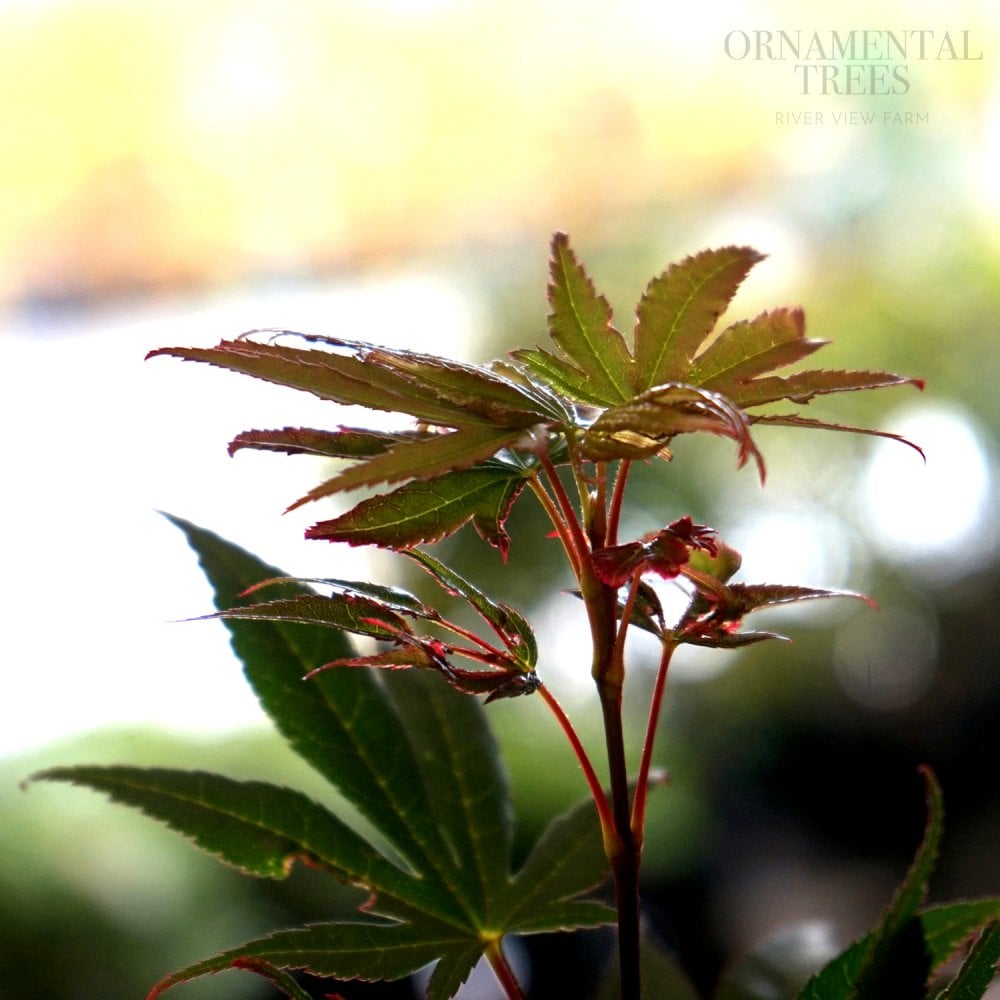 Acer palmatum 'Chitose-yama' Maple leaves