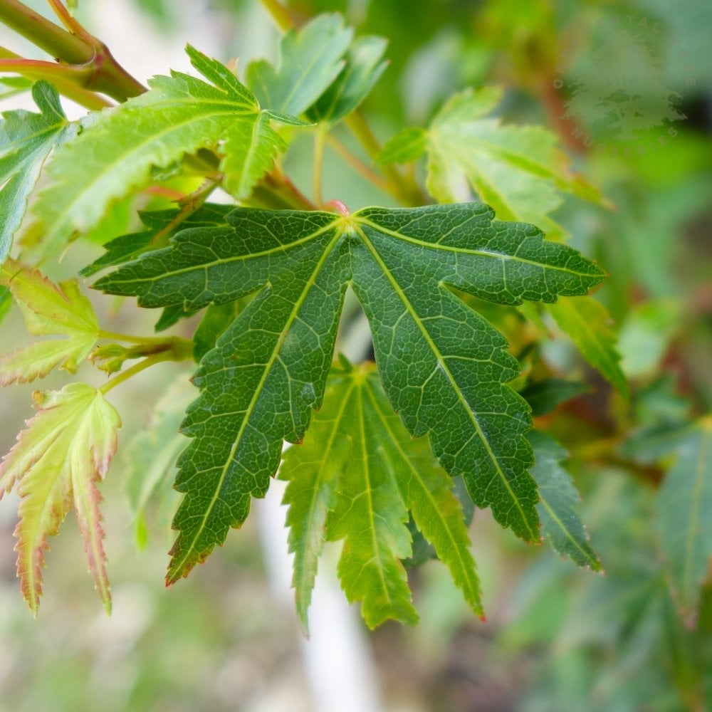 Acer palmatum 'Coonara Pygmy' Japanese Maple