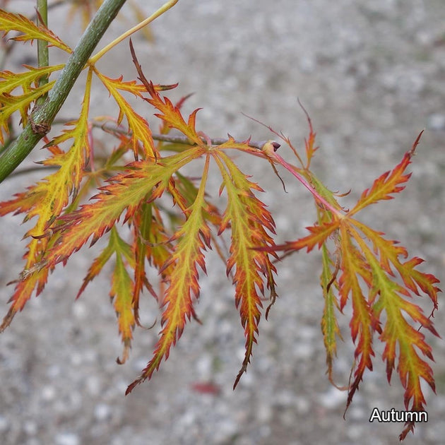 Acer 'Dissectum Atropurpureum' Maple leaves