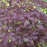 Acer palmatum 'Dissectum Atropurpureum' Japanese Maple