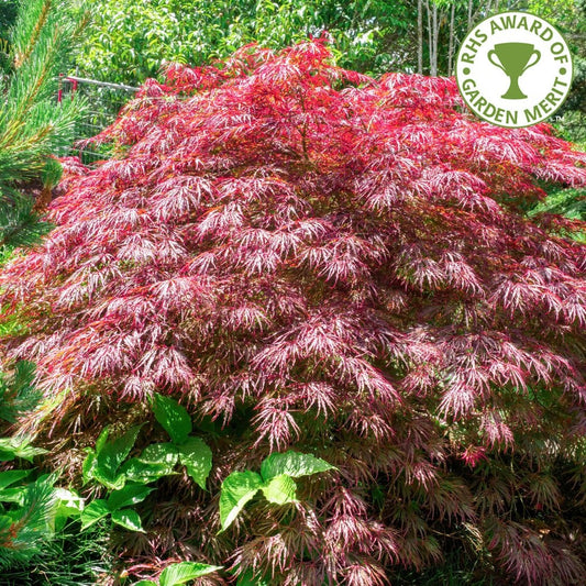 Acer palmatum dissectum 'Crimson Queen' Japanese Maple