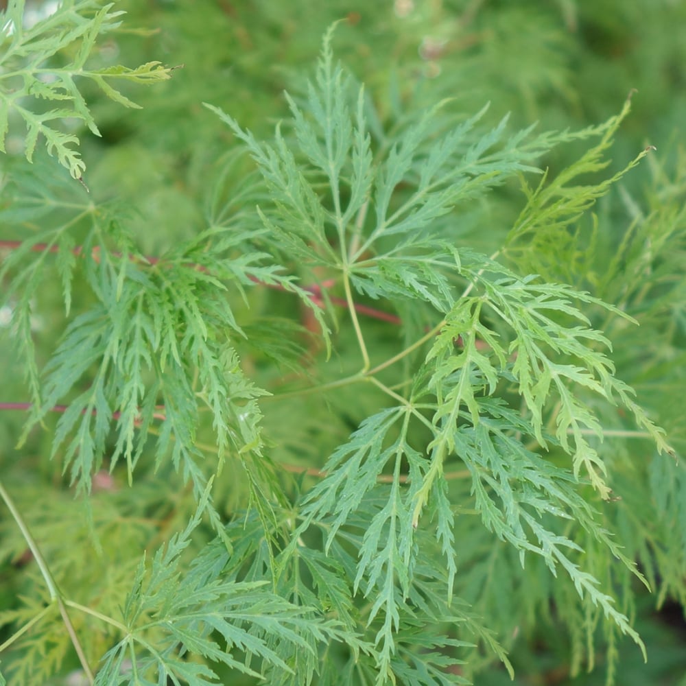 Acer palmatum dissectum 'Emerald Lace' green cut-leaf foliage