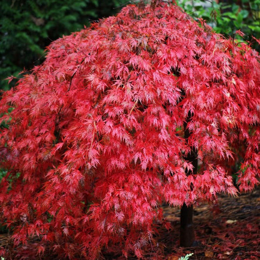 Acer palmatum dissectum 'Ever Red' Japanese Maple