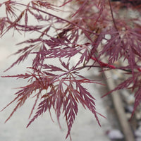 Acer palmatum dissectum 'Firecracker' Japanese Maple