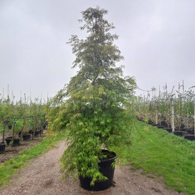 Acer palmatum Dissectum Flavescens Japanese Maple