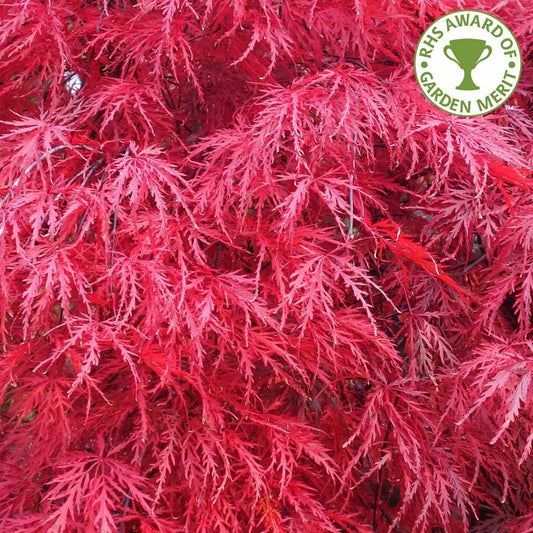 Acer palmatum dissectum 'Garnet' Japanese Maple