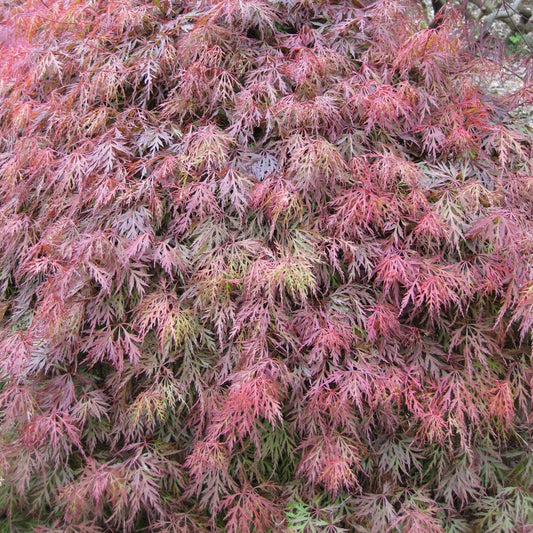 Acer palmatum dissectum 'Orangeola' Japanese Maple