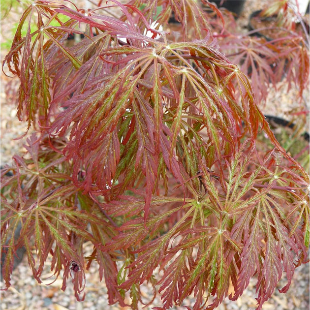 Acer 'Tamukeyama' red Japanese Maple foliage