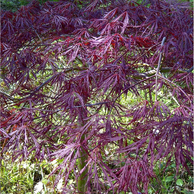 Acer 'Tamukeyama' purple Japanese Maple foliage