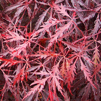 Acer palmatum dissectum 'Tamukeyama' Japanese Maple