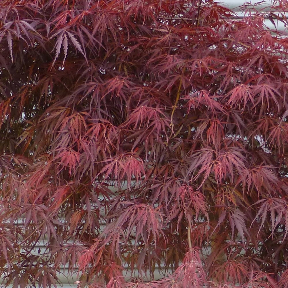 Acer palmatum dissectum 'Tamukeyama' tree