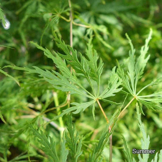 Acer palmatum Dissectum Maple foliage