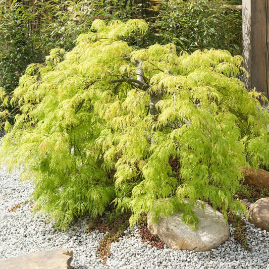 Acer palmatum Dissectum Viridis Japanese Maple