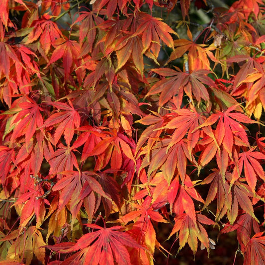 Acer palmatum 'Elegans' Japanese Maple