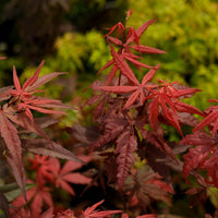 Acer palmatum Fireglow Japanese Maple